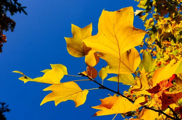 Maple Amarelo Deixa Contra Céu Azul Outono Sofievsky Park Uman — Fotografia de Stock