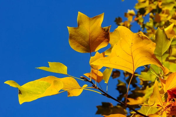 Maple Amarelo Deixa Contra Céu Azul Outono Sofievsky Park Uman — Fotografia de Stock