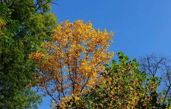 Δέντρα Κίτρινα Φύλλα Στον Γαλάζιο Ουρανό Φθινόπωρο Πάρκο Σοφιέφσκι Ουμάν — Φωτογραφία Αρχείου