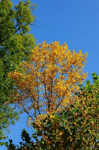 Árvores Com Folhas Amarelas Contra Céu Azul Outono Sofievsky Park — Fotografia de Stock