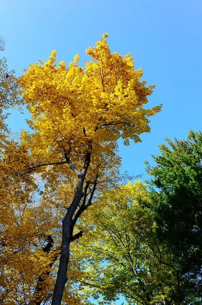 Árvores Com Folhas Amarelas Contra Céu Azul Outono Sofievsky Park — Fotografia de Stock