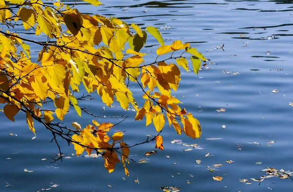 Folhas Amarelas Galho Árvore Acima Água Uma Lagoa Sofievsky Park — Fotografia de Stock