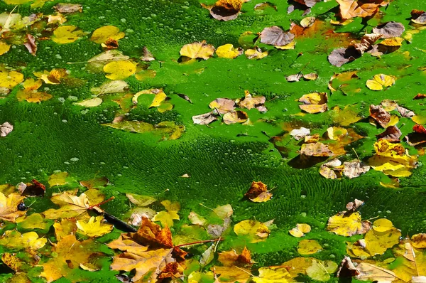 Folhas Amarelas Outono Superfície Água Verde Lago Uman — Fotografia de Stock