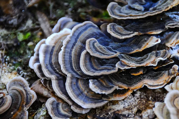 stock image (Polyporaceae lignicole), tree mushrooms on a rotten stump in the forest