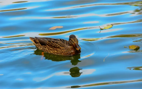 Female Mallard Wild Duck Anas Platyrhynchos Swims Green Water Stock Photo