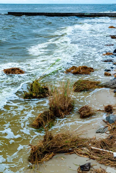 발전소에서 사고의 오데사 해변의 쓰레기와 식물이 가져온 유해로 — 스톡 사진