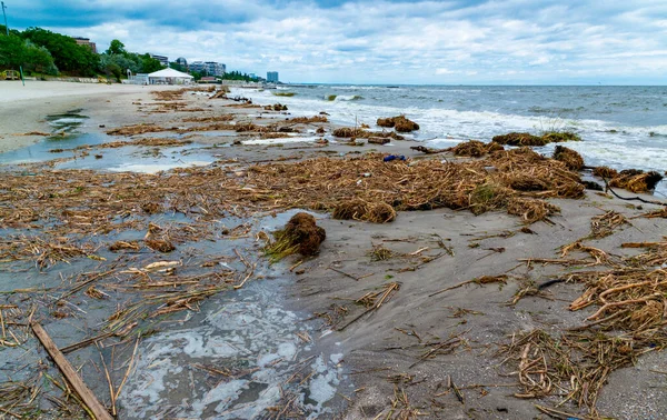 Kazanın Kakhovka enerji santralindeki sonuçları, Odessa sahillerinin kirliliği çöp ve bitki kalıntıları su ile taşınıyor.