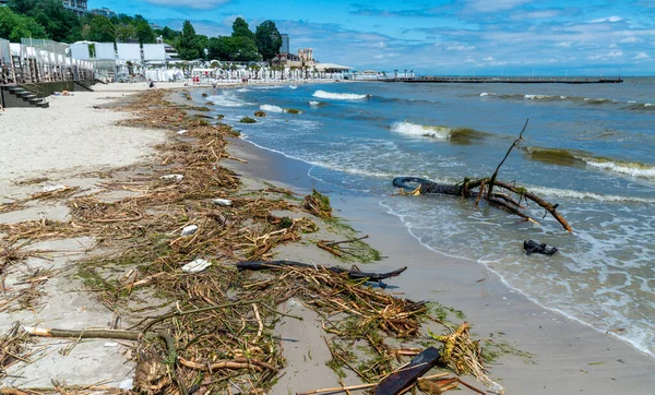 stock image Consequences of the Accident at the Kakhovka power plant, pollution of the beaches of Odessa with garbage and plant remains brought by water