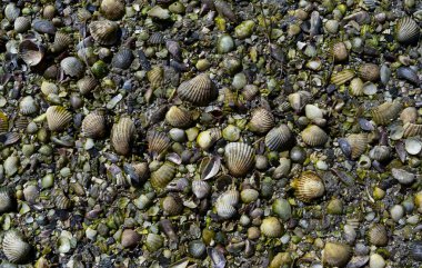 Ukrayna 'nın Tiligul haliçinin alt kısımlarındaki gelgit bölgesinde iki kapaklı yumuşakça cerastoderma kabukları.