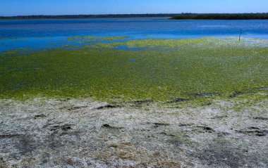 Ulva ve Enteromorpha yeşil alg kümeleri Ukrayna 'nın Tiligul haliçlerinin aşağısındaki bir gölde