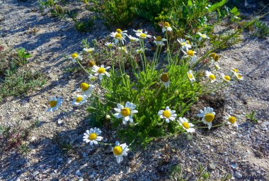 Matricaria chamomilla (Matricaria recutita), Ukrayna bozkırı. 