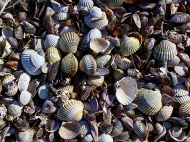 İki kapaklı yumuşakça cerastoderma kabukları, Ukrayna 'daki Tiligul haliçinin alt kısımlarındaki gelgit bölgesinde bulunan Lentidium.
