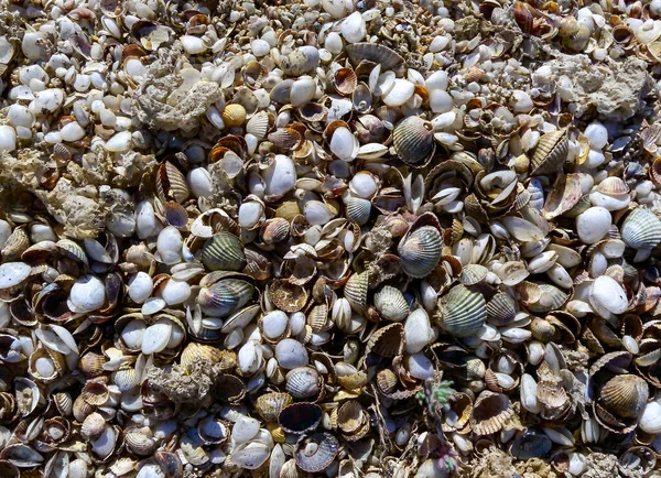 Muscheln Der Muschel Cerastoderma Lentidium Der Gezeitenzone Der Küste Unterlauf — Stockfoto