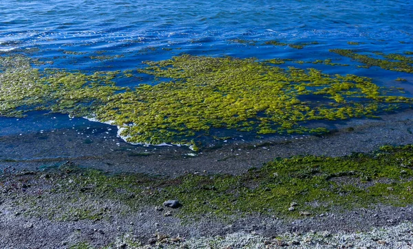 Gromady Zielonych Alg Ulva Enteromorpha Jeziorze Dolnych Rejonach Ujścia Rzeki — Zdjęcie stockowe
