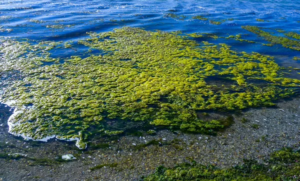 Clusters Algues Vertes Ulva Enteromorpha Dans Lac Dans Les Tronçons — Photo