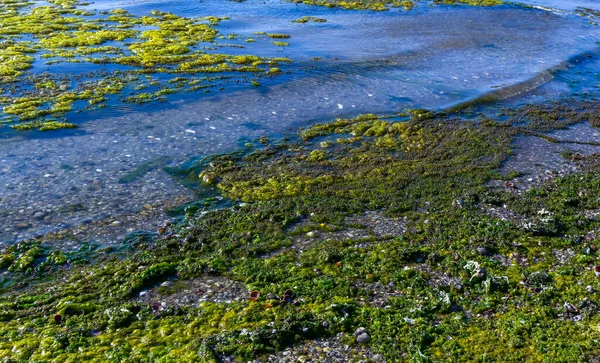 Racimos Algas Verdes Ulva Enteromorpha Lago Parte Baja Del Estuario —  Fotos de Stock