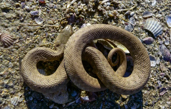 Kocka Kígyó Natrix Tessellata Fiatal Vízi Kígyó Csavarodott Egy Labdát — Stock Fotó