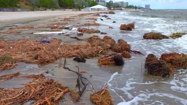 Zanieczyszczenie Plaż Plastikowymi Gruzami Pozostałościami Roślin Rzecznych Sprowadzonymi Przez Wodę — Wideo stockowe