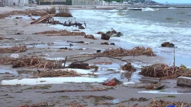 用塑料碎片污染海滩和用水运来的河川植物残留物 — 图库视频影像