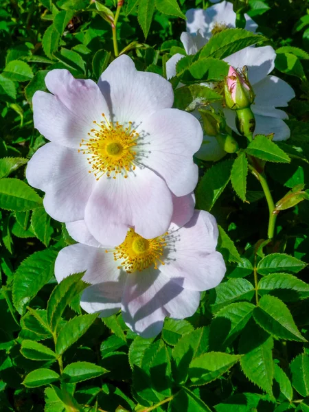 Blooming wild rose, wild rose on the shore of the lake, Ukraine