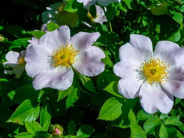 Blooming wild rose, wild rose on the shore of the lake, Ukraine