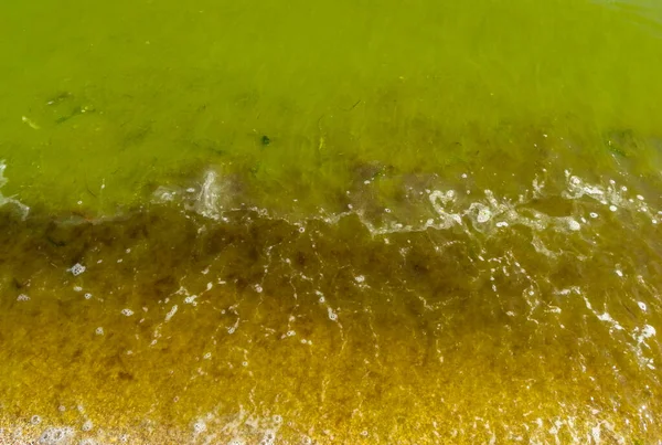 Rozwój Masy Niebiesko Zielonych Alg Microcystis Aeruginosa Ujście Khadzhibey Ukraina — Zdjęcie stockowe