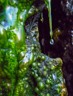 Kaynayan tatlı su yeşil lifli yosunlar yağmur suyunda Yılan Adası 'nda kayalardan aşağı akıyor.