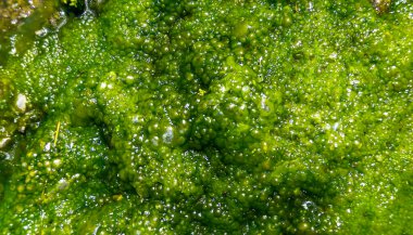 Kaynayan tatlı su yeşil lifli yosunlar yağmur suyunda Yılan Adası 'nda kayalardan aşağı akıyor.