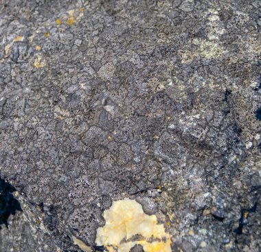 Yılan Adası, Ukrayna 'da kayalık bir yamaçta sarı ve gri zambaklar