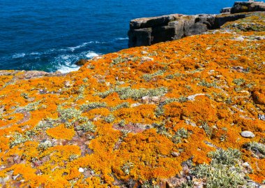 Yılan (Zmeinyi) Adası, Ukrayna 'nın sahil taşlarında ve kayalarında leylekler ve yosunlar vardır.