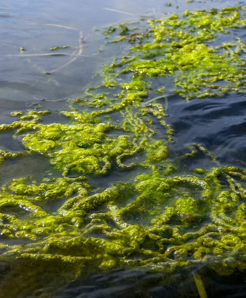 Algas Verdes Agua Dulce Cerca Orilla Flotador Remanso Superficie Del —  Fotos de Stock