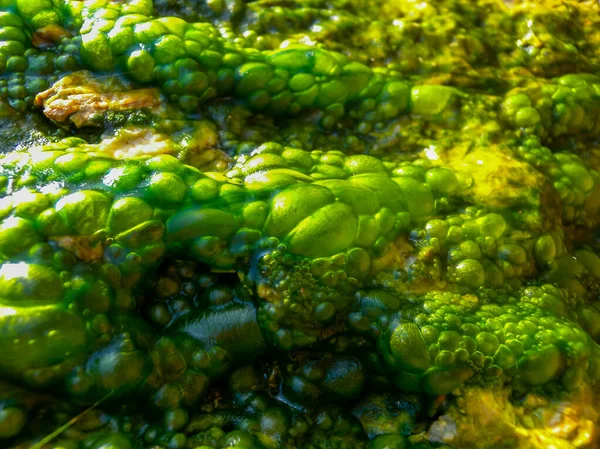 Φυσώντας Πράσινα Νηματώδη Φύκια Γλυκού Νερού Βρόχινα Νερά Που Κυλούν — Φωτογραφία Αρχείου
