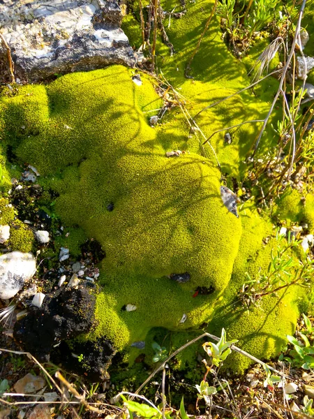 Πράσινα Βρύα Υγρή Βραχώδη Πλαγιά Στο Νησί Snake Zmeinyi Ουκρανία — Φωτογραφία Αρχείου