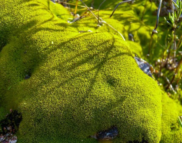 Зеленый Мох Мокром Скалистом Склоне Острове Змейный Украина — стоковое фото