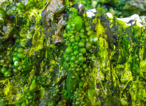 Пузырьки Пресноводных Зеленых Нитевидных Водорослей Дождевой Воде Стекающей Скалам Острове — стоковое фото
