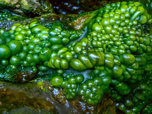 Пузырьки Пресноводных Зеленых Нитевидных Водорослей Дождевой Воде Стекающей Скалам Острове — стоковое фото