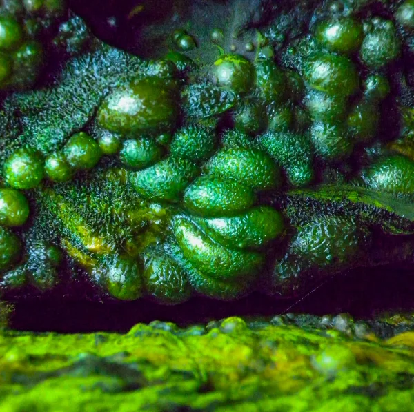 Borbulhando Algas Filamentosas Verdes Água Doce Águas Pluviais Descendo Rochas — Fotografia de Stock