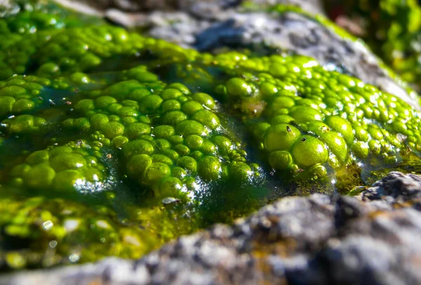 Algues Filamenteuses Vertes Eau Douce Bouillonnantes Dans Eau Pluie Descendant — Photo