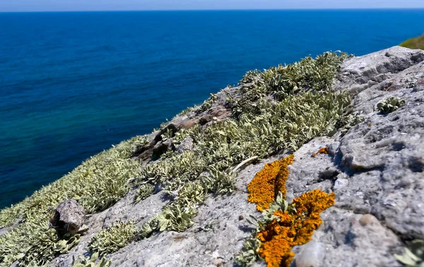 Serpent Zmeinyi Island Lichens Moss Coastal Stones Rocks Island Ukraine — Stock Photo, Image