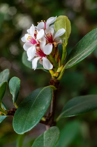 Rhaphiolepis Indica Aubépine Indienne Fleurs Blanc Rose Sur Fond Feuilles — Photo