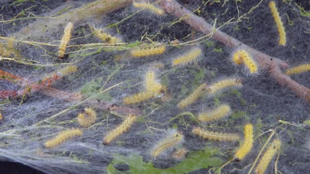 Vævning Træer Med Spindelvæv Larver Caterpillar Amerikansk Hvid Sommerfugl Hyphantria – Stock-video