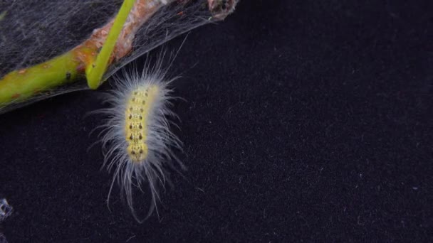 Caterpillar American White Butterfly Hyphantria Cunea — Stock Video