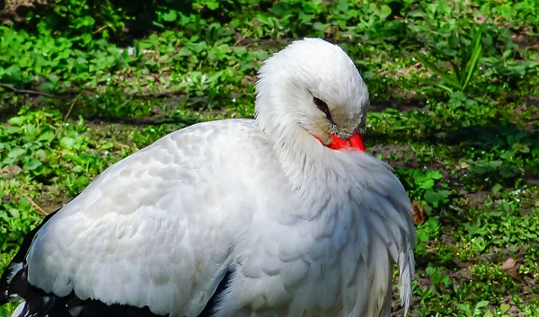 Cigogne Blanche Ciconia Ciconia Gros Plan Oiseau Dans Zoo Ukraine — Photo