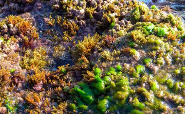 Malta 'nın Gozo adasındaki kayalıklarda yeşil ve kırmızı algler.