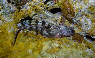 Montagu 'nun Blenny' si (Coryphoblennius galerita), Malta 'nın Gozo adasındaki bir kayanın kıyısında bulunur.
