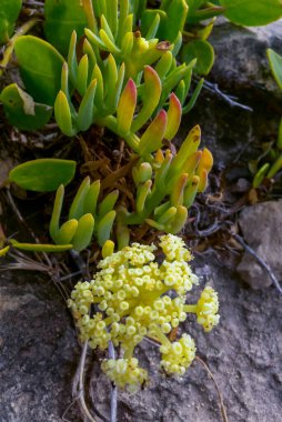 Kaya örnekleri, deniz rezenesi (Crithmum maritimum), Malta 'nın Gozo adasındaki aşınmış kayalarda bulunan vahşi sulu bitkiler.