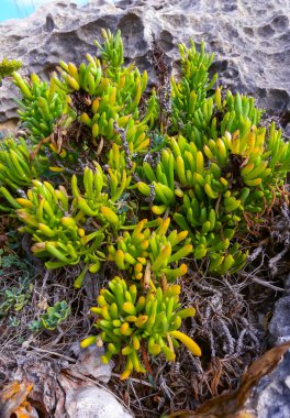 Kaya örnekleri, deniz rezenesi (Crithmum maritimum), Malta 'nın Gozo adasındaki aşınmış kayalarda bulunan vahşi sulu bitkiler.