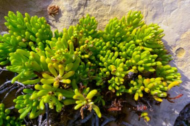 Kaya örnekleri, deniz rezenesi (Crithmum maritimum), Malta 'nın Gozo adasındaki aşınmış kayalarda bulunan vahşi sulu bitkiler.