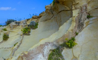 Malta 'nın Gozo adasındaki aşınmış kayalıklardaki vahşi sulu bitkiler.