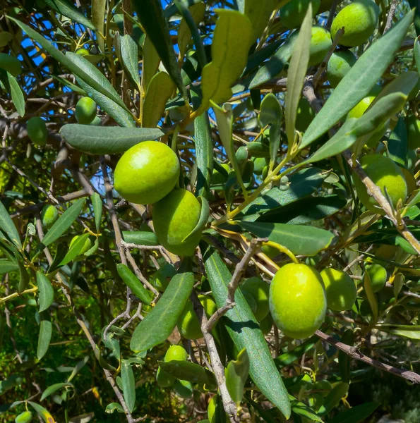 Green Olives Olive Tree Branch Leaves Gozo Island Malta — Stock Photo, Image